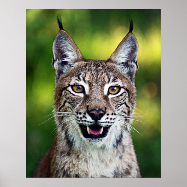 Poster Siberian Lynx - Sorriso (Frente)