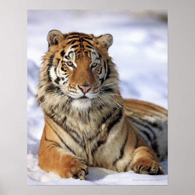 Póster Siberian Tiger, Panthera tigris altaica, Ásia, (Frente)