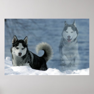 Poster Sibirian Husky