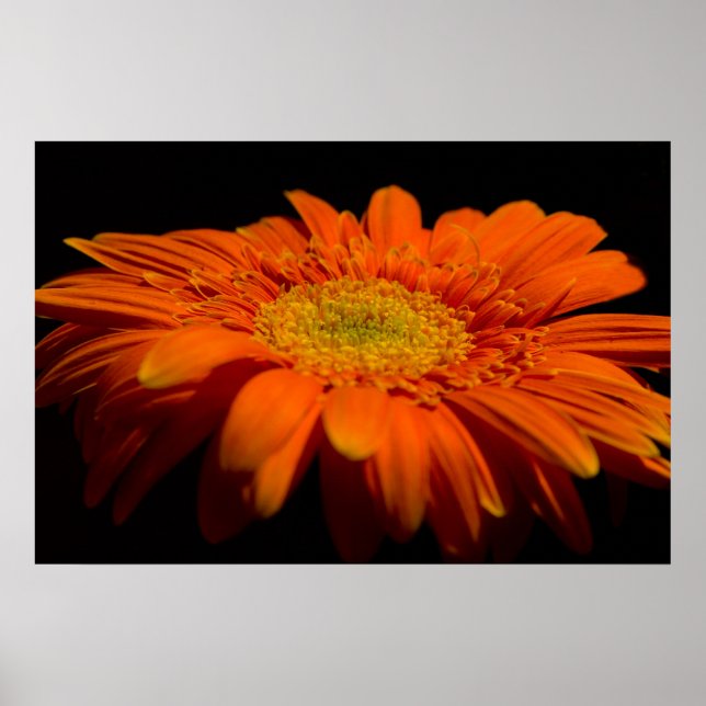 Póster Side On Gerber (Frente)