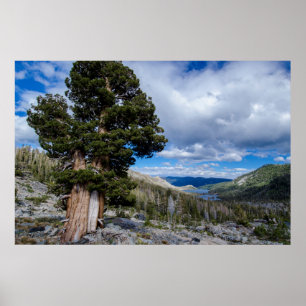 Póster Sierra Juniper e Evergreen Trees 2