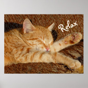 Póster Siesta - gato de relaxamento
