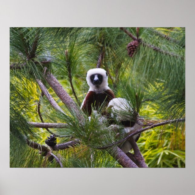 Póster Sifaka de Coquerel na floresta (Frente)
