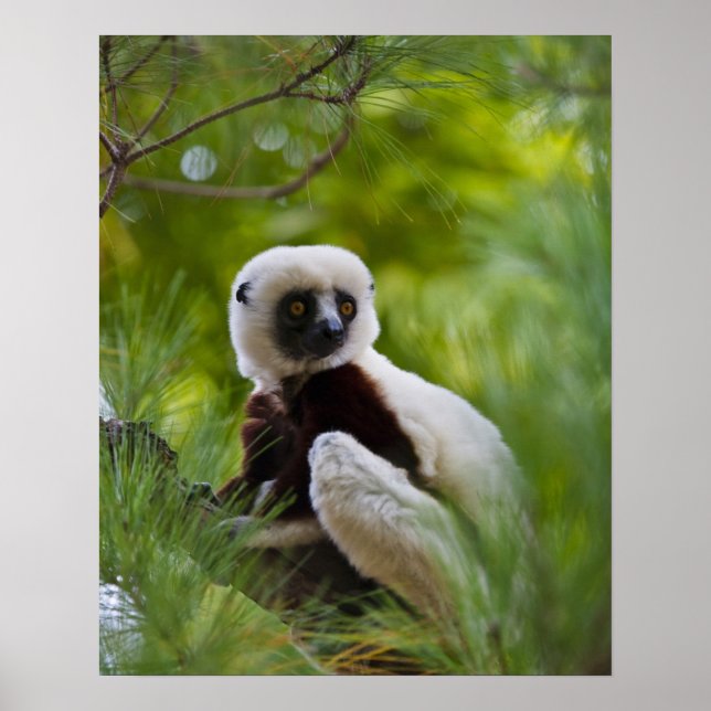 Poster Sifaka de Coquerel na floresta 2 (Frente)