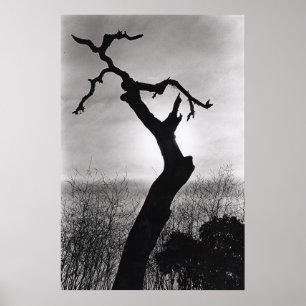 Poster sihloette da árvore