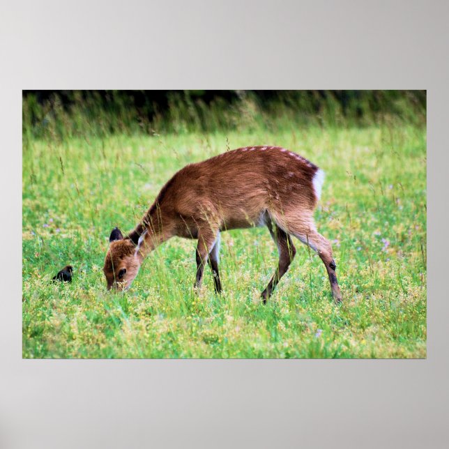 Póster Sika Deer (Frente)