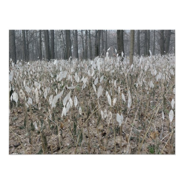 Póster Silêncio da Floresta Tranquila (Frente)