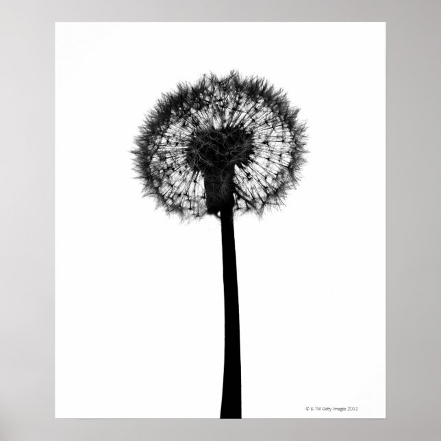 Poster Silhouette de dandelion (Frente)