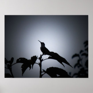 Poster Silhouette de Hummingbird brilhante