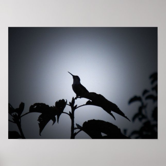 Poster Silhouette de Hummingbird brilhante (Frente)