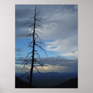 Póster Silhueta da árvore