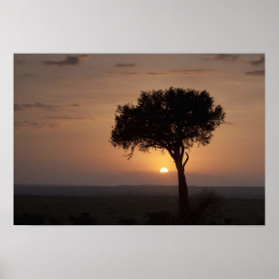 Póster Silhueta de árvore na planície, Masai Mara 2