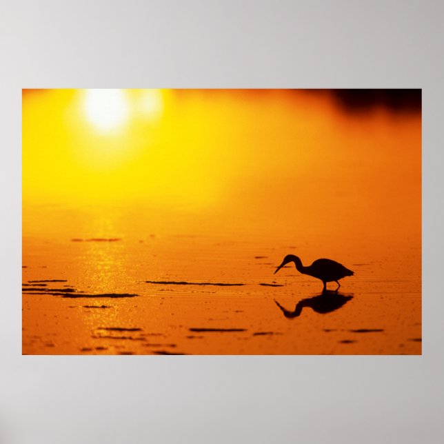 Poster Silhueta de garça ao pôr do sol, Flórida (Frente)