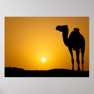 Póster Silhueta de um camelo selvagem no pôr do sol