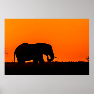 Poster Silhueta de um Elefante no Sunset