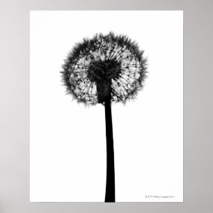 Póster Silhueta do dente-de-leão