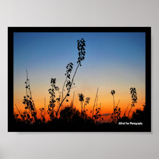 Poster Silhuetas de Plantas de Verão