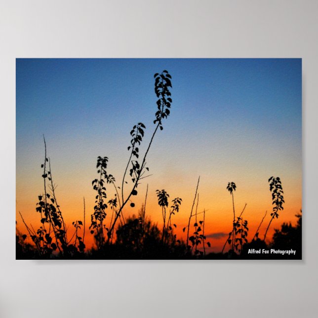 Poster Silhuetas de Plantas de Verão (Frente)