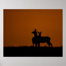 Silhuetas de Veados ao Pôr do Sol Fotografia da Vi