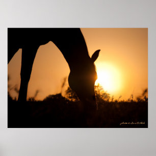 Poster Silhuette árabe no nascer do sol