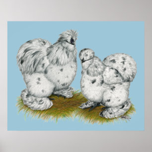 Poster Silkie Bantam Splash Chickens