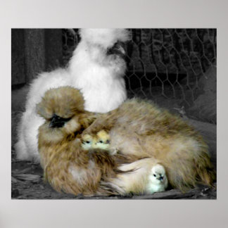 Póster Silkie Hens com Pintinhos saindo de Penas