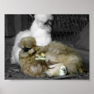 Póster Silkie Hens com Pintinhos saindo de Penas