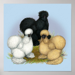 Poster Silkie Trio