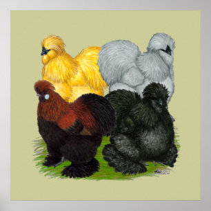 Póster Silkies:  Galos Assorted