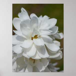 Póster Silky Magnoly