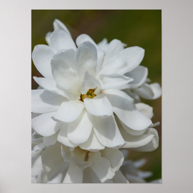 Póster Silky Magnoly (Frente)