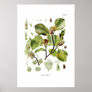 Poster Silvatica do Fagus (faia)