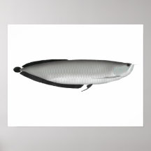 Poster Silver Arowana