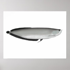 Poster Silver Arowana