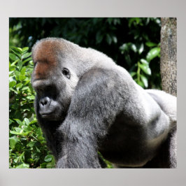 Poster Silver Back Gorilla