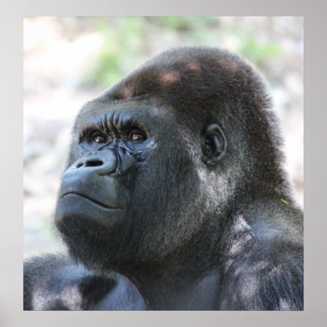 Poster Silver Back Gorilla (Frente)
