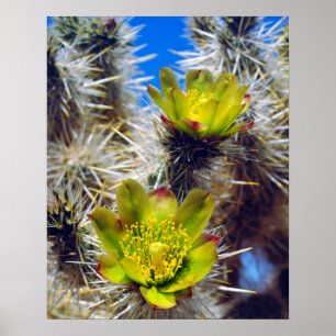 Póster Silver Cholla Cactus Wilflower