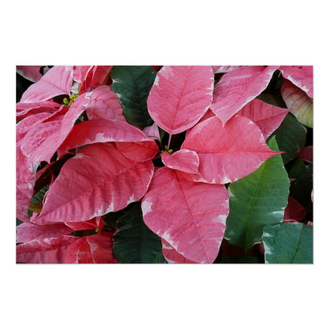 Póster Silver Star Marble Poinsettias Feriado Rosa Floral (Frente)