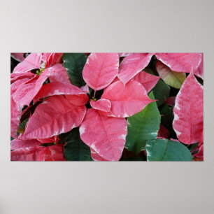 Poster Silver Star Marble Poinsettias Feriado Rosa Floral