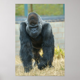 Poster Silverback Em Movimento