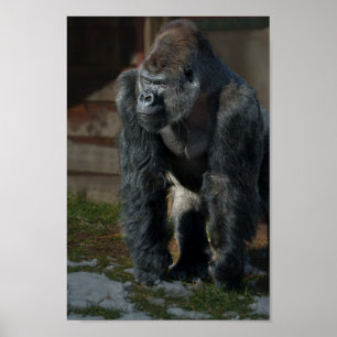 Poster Silverback Em Um Dia Frio