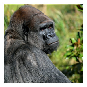 Póster Silverback Gorilla