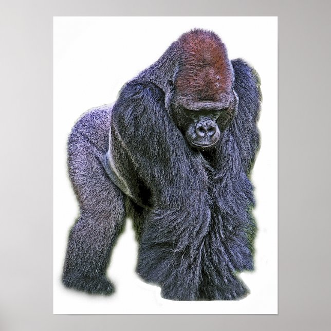 Póster Silverback Gorilla, dorso branco (g2p2) (Frente)