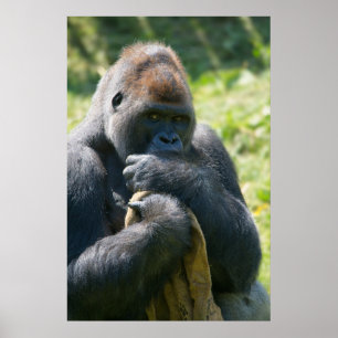Poster Silverback Gorilla E Seu Banheira