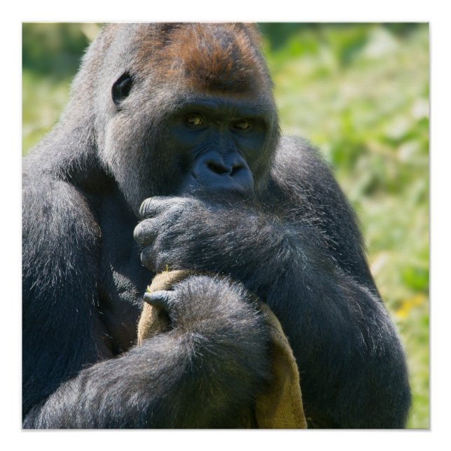 Póster Silverback Gorilla E Seu Poster De Cobertura (Frente)