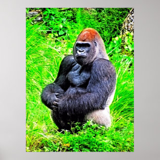 Poster Silverback Gorilla Fotografia
