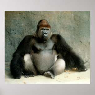 Póster Silverback Gorilla Print