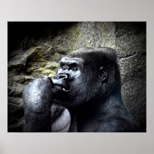 Poster Silverback Mountain Gorilla Thinking