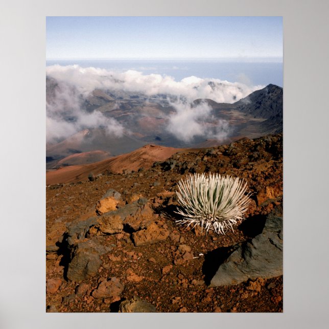 Póster Silversword no cume da cratera Haleakala a partir  (Frente)