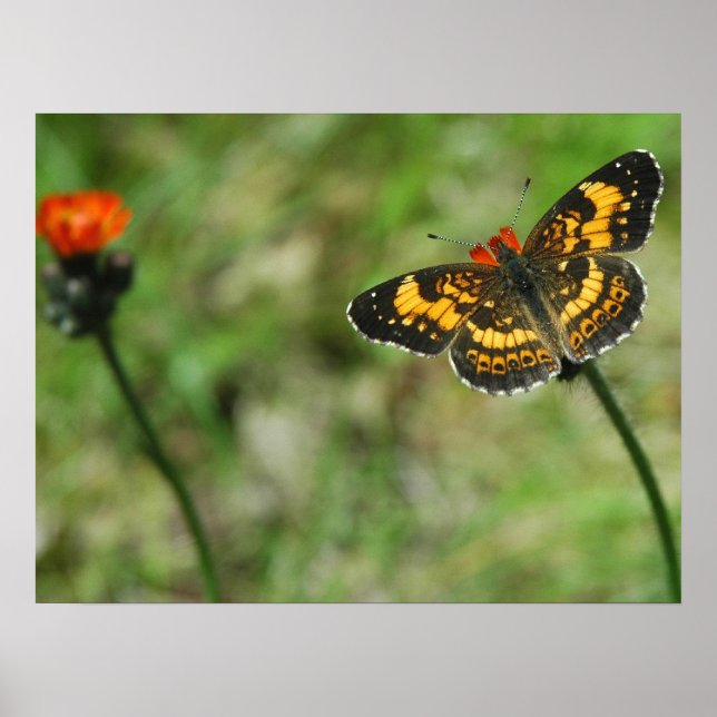 Póster Silvery Checkerspot (Frente)